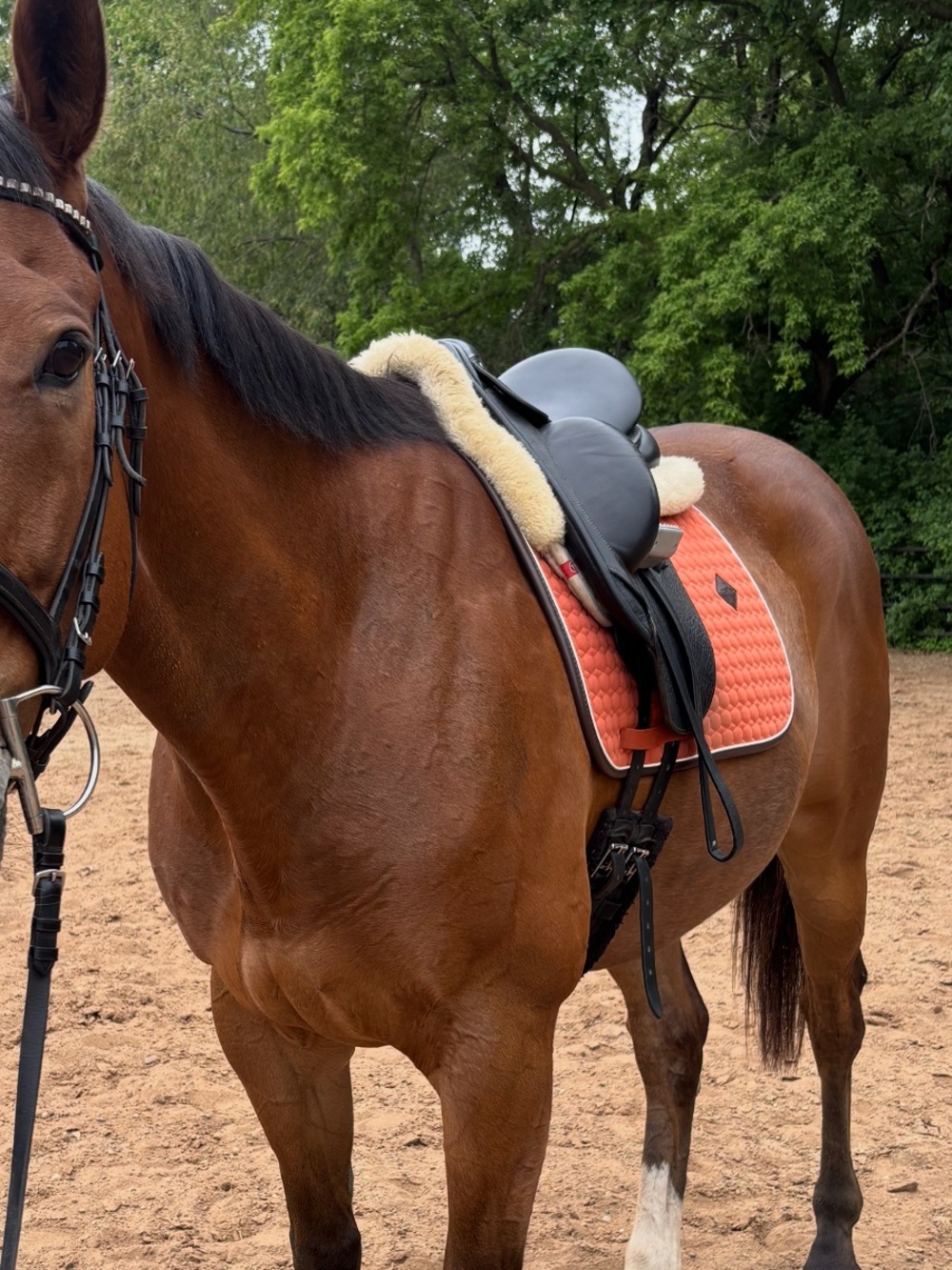 Rust Quilted Dressage Saddle Pad - Kentucky Horseware - Picture 4 of 4